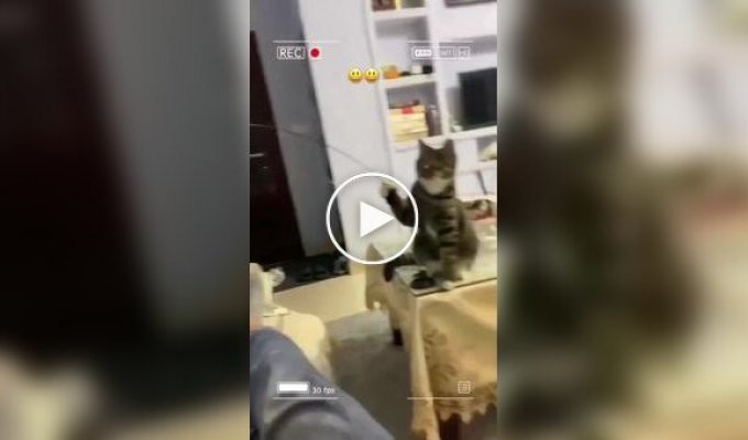 Игра с питомцем дразнилкой для кошек