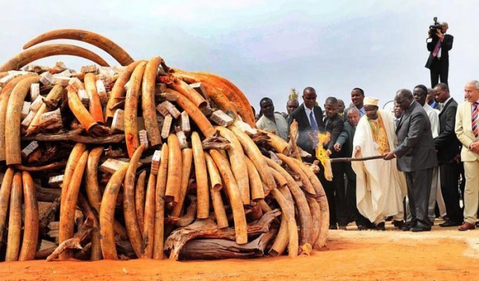 В Кении сожгли 5 тонн слоновой кости (13 фото)