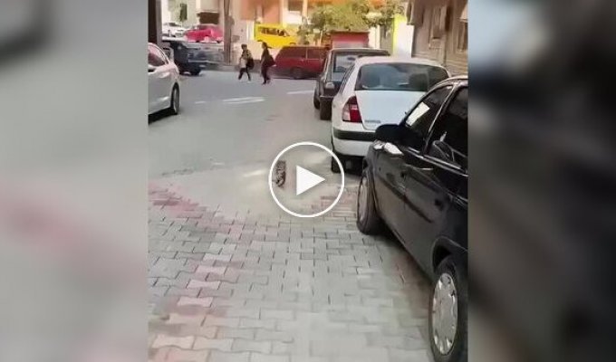 Кошка принесла больного котенка в клинику