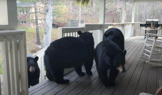 Мужчина подружился с медвежьим семейством (8 фото)
