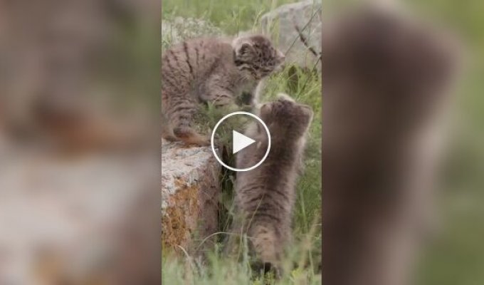 Pallas's first hunt