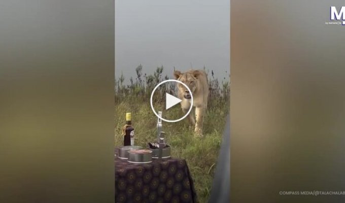 Неожиданные гости: львы прервали отдых туристов