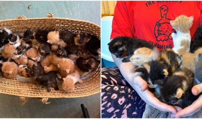 People on the threshold threw a basket with 26 kittens (5 photos)