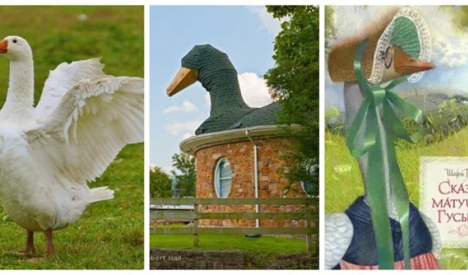 Mother Goose's house and the idea of ​​its creation (10 photos + 1 video)