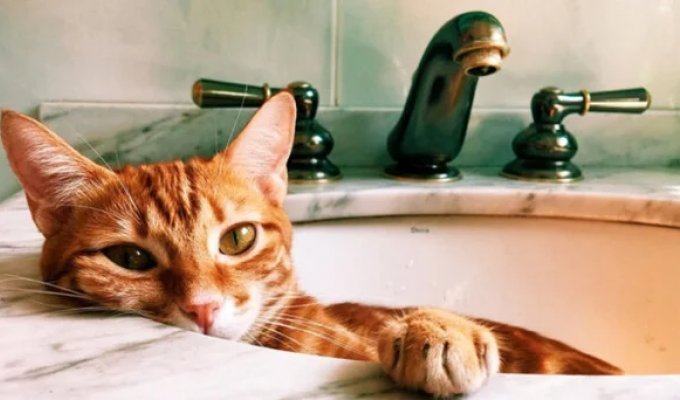 Like watching? Why cats and dogs follow us into the toilet and bathroom (4 photos)