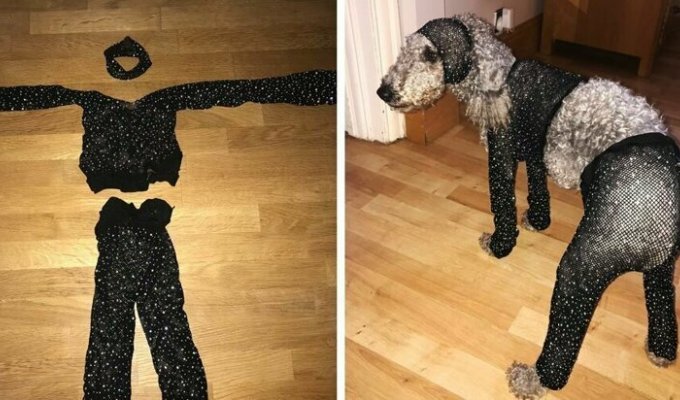 Девушка заказала в интернет-магазине сетчатый костюм своего размера, но он подошёл только её собаке (5 фото)