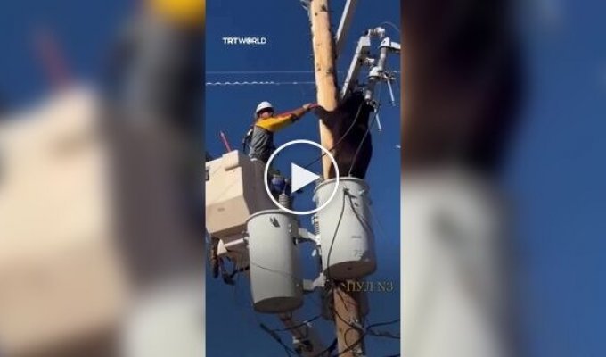 В Аризоне мужчина помог медведю спуститься со столба ЛЭП