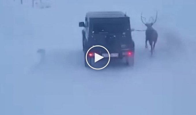 Женщина выгуливала своего оленя, находясь за рулем автомобиля