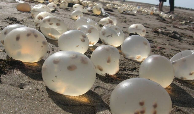 Аделомелон бразильский: тысячи «водяных бомбочек» выбрасывает на побережья (7 фото)