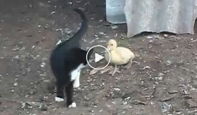 Котенок против маленького утенка