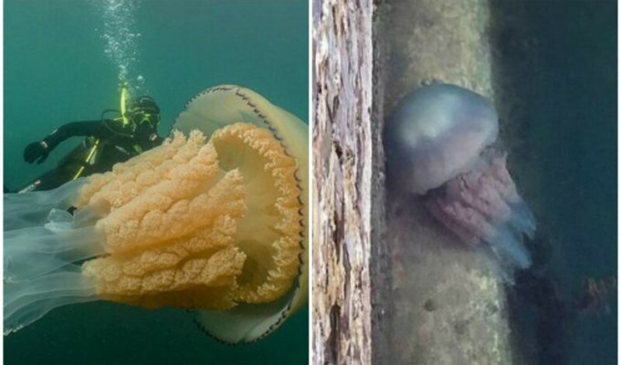 У британских берегов заметили медузу размером с человека (7 фото + 1 видео)