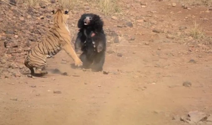 One-on-one with a tiger: the fearlessness of an Indian bear (6 photos + 1 video)