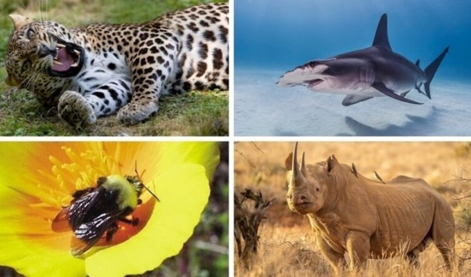 15 самых редких животных в мире, находящихся на грани вымирания (16 фото)
