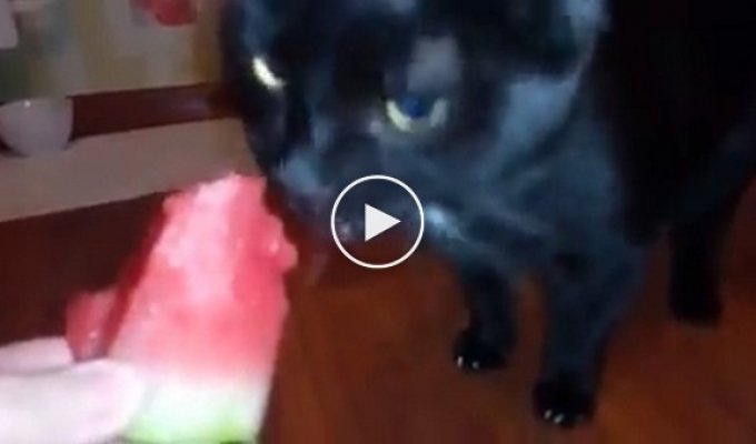 Кот который при поедании арбуза издает забавные звуки
