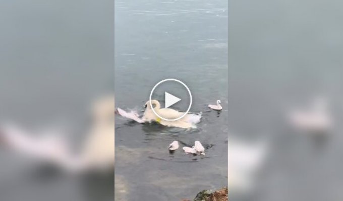 Female swan almost drowned a seagull