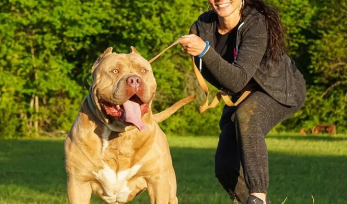 American Bully: A Banned and Unpredictable Breed (9 photos)