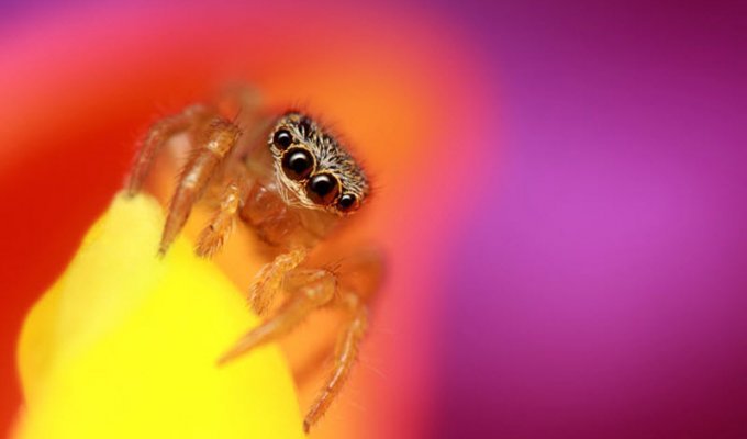 Jumping spiders (12 photos)