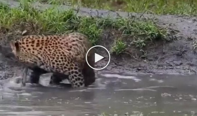 Удачный улов: леопард после охоты в водоеме