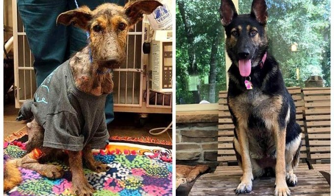 Amazing dog rescue and recovery (10 photos)