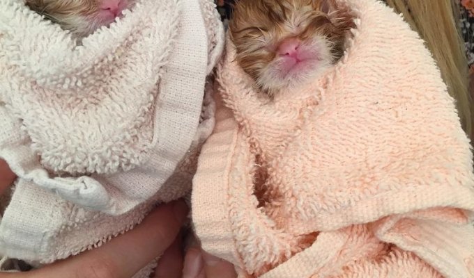 Nobody knew how long they would live. Incredible red kittens (9 photos)