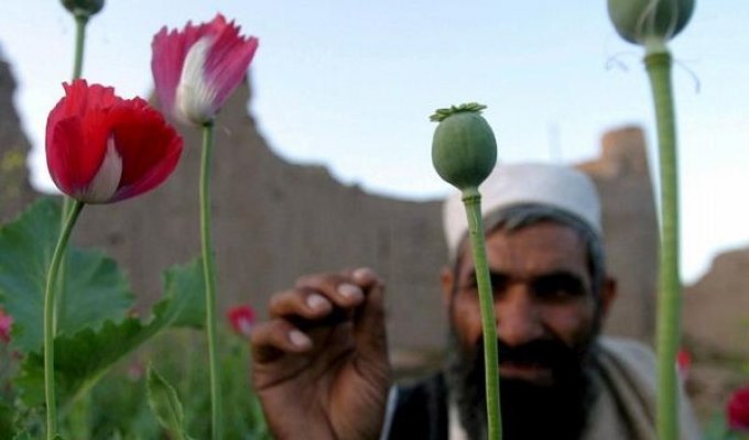 НАТО поддерживает производство наркотиков в Афганистане (3 фото)