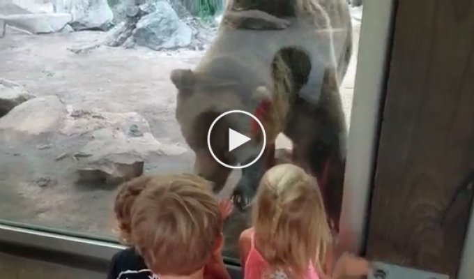 Ведмідь не в настрої розважати дітей