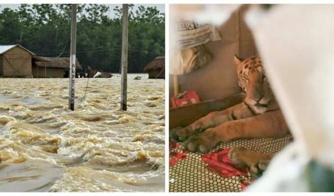 В Индии обессиленная тигрица пришла в дом и проспала на кровати целый день (4 фото)