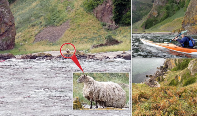A sheep survives for two years on an isolated beach in Scotland (4 photos)