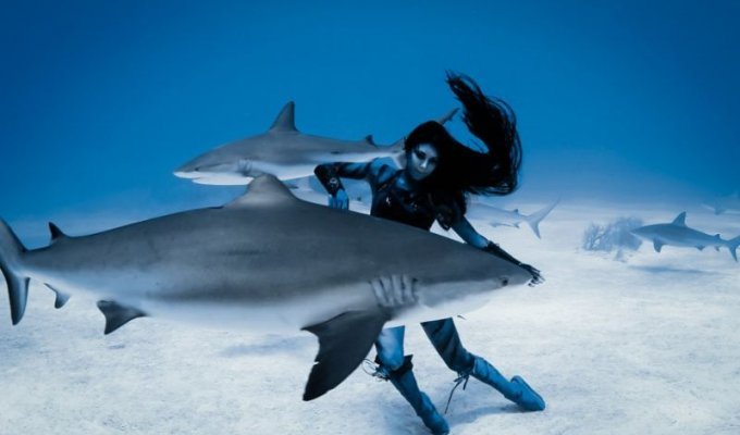 Смертельный танец модели с тигровыми акулами (13 фото)