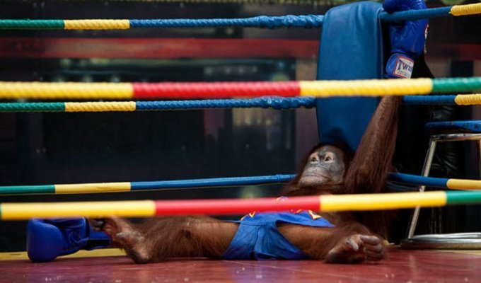 Орангутанги-боксеры (14 фото)