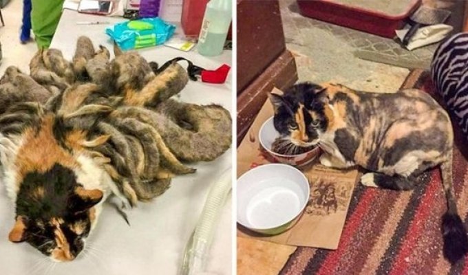 Животные, которые нуждались в помощи человека: до и после (14 фото)
