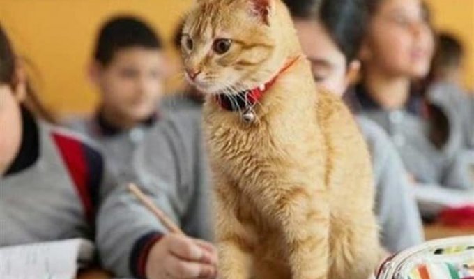 Как рыжий кот официально устроился на работу в школу (6 фото)