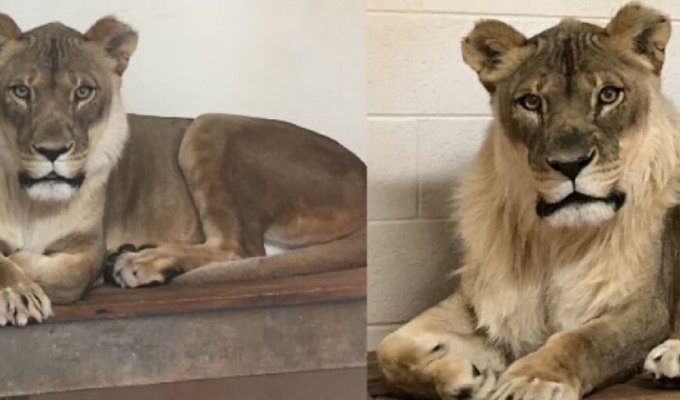 Ветеринары в недоумении: львица в зоопарке отрастила себе бороду (4 фото)