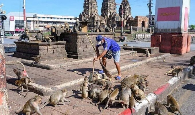 Планета обезьян: люди пытаются вернуть утраченный тайский город (16 фото)