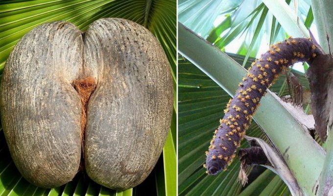 Коко-де-мер – самый необычный кокос на планете (8 фото)