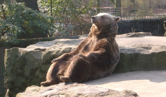 Расслабленный медведь в центре битвы фотошоперов (17 фото)