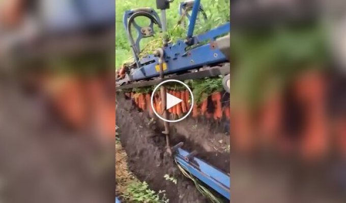 Как происходит уборка моркови на поле