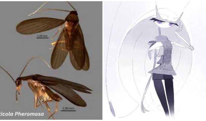 Учёные назвали новый вид тараканов в честь покемона (2 фото)
