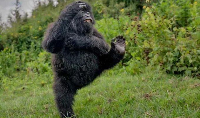 Снимок танцующего детёныша гориллы победил на конкурсе самых забавных фото животных (8 фото)