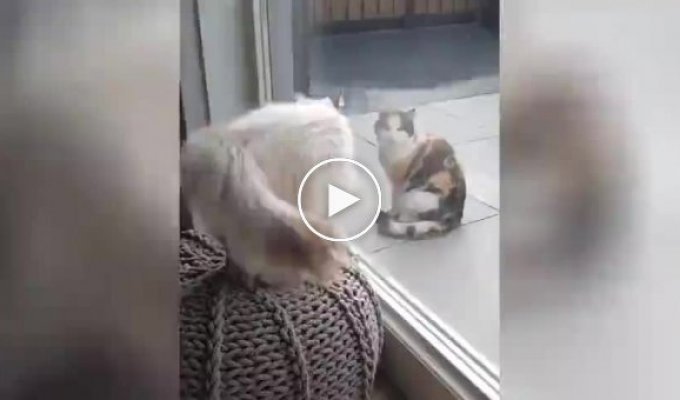 Коты изучают технику бесконтактного боя