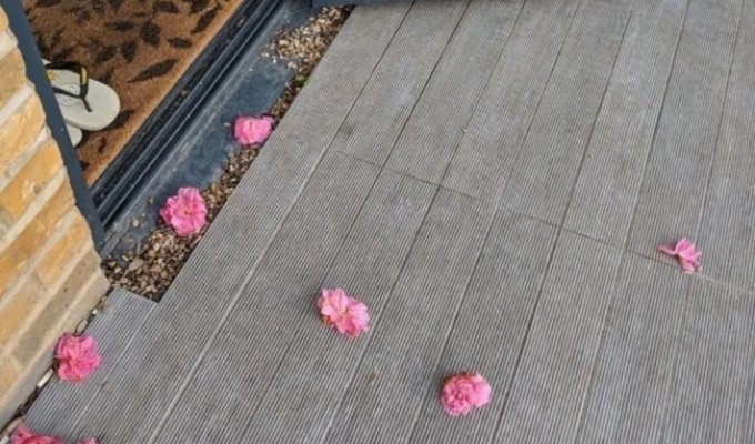 A fan brought flowers to a girl's door every day until she caught him red-handed (8 photos)