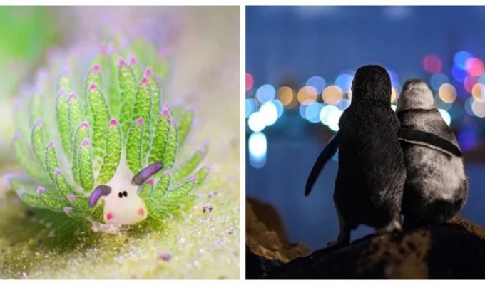 25 вдохновляющих кадров, от которых перехватывает дыхание (26 фото)