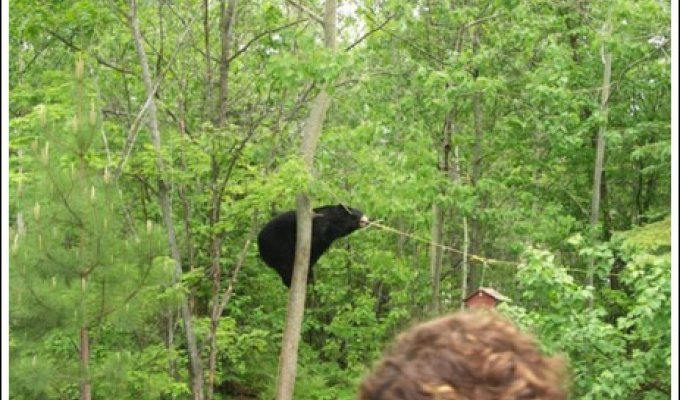 Как медвед добывает мёд (5 фото)