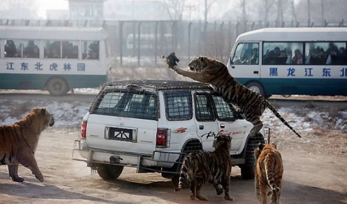 Парк тигров в Китае (6 фото)