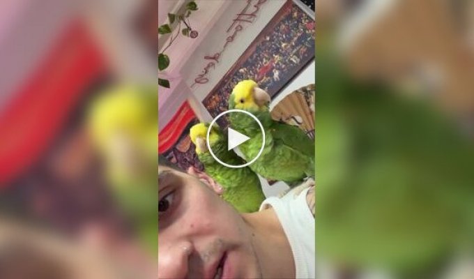 Папуги співають пісню Ріанни і Емінема