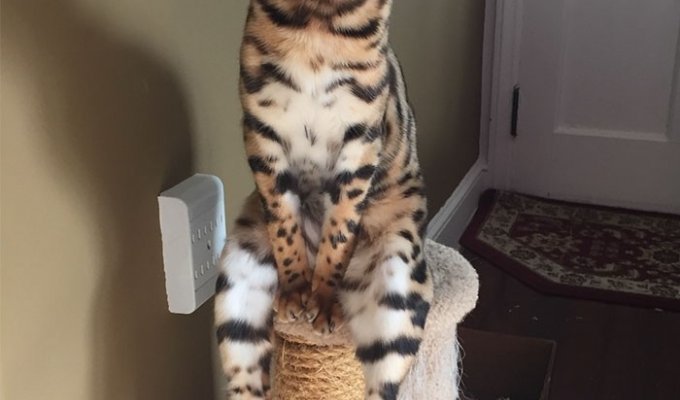 25 funny cats that flatly refuse to behave like normal animals (26 photos + 1 gif)
