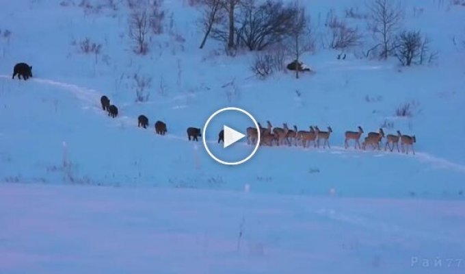 Wild pigs and deer escorted each other in front of a tourist