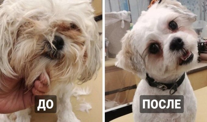 17 собак, которые здорово преобразились после стрижки (18 фото)
