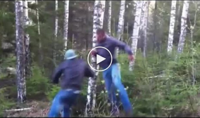 Латыши ломают дерево