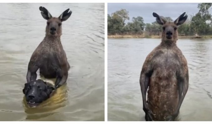 Австралиец вступил в бой с кенгуру, чтобы спасти собаку (10 фото + 5 видео)